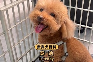 泰迪狗换毛周期及护理（掌握换毛周期，让泰迪宝贝健康亮丽）