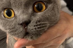 揭秘猫咪的眼病（探寻猫咪眼病的成因和防治方法）