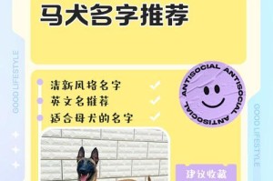 以马犬的寿命与关键因素分析（探究以马犬的寿命长短及如何延长其寿命）