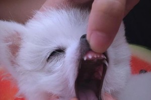 狗狗怀孕多久能看出来？（探索狗狗妊娠的迹象和时间线）
