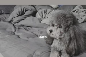 灰色泰迪的高贵之处（为何灰色泰迪被视为高贵的贵宾犬）