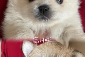 狗狗成长（狗狗满月，寓意幸福与希望，照亮它成长的道路）