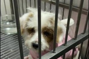 狗狗呜呜叫的原因解析（了解狗狗呜呜叫的背后含义及应对策略）