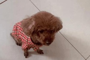 宠物狗吃人食的后果及预防方法（了解泰迪狗的饮食偏好，保障人类和宠物的健康与安全）