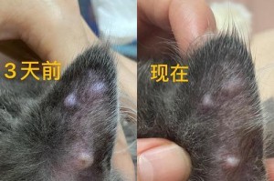 猫咪耳朵血肿（详解猫咪耳朵血肿的治愈过程和常见护理方法）