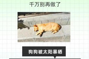 宠物狗去世后，再养需要间隔多久？（了解适当的等待时间，保持合理的心理状态）
