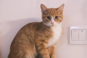 橘猫的亲人特质与原因（探索为什么橘猫对人类表现出亲近和依赖的行为）