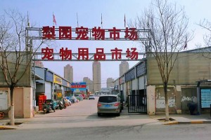 山东省的大型狗市——犬之乡的盛宴（探寻山东省大型狗市的魅力与独特之处）