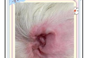 彻底治疗狗狗耳螨，守护宠物健康（耳螨传染性强，传播速度快，有效应对关键在于综合治疗）