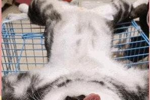 猫咪生产小猫的注意事项（主人的责任与观察）