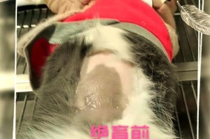 猫咪绝育后的护理方法（细心呵护，保障猫咪健康（）