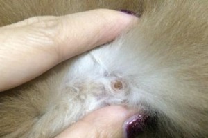 犬疥螨的传播方式及预防措施（了解疥螨病，保护我们的爱犬）