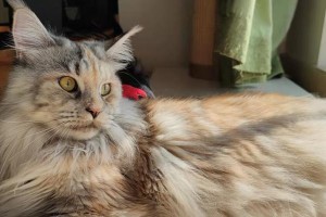 狮子猫的毛需要多久才能长齐？（探究狮子猫毛发生长周期的关键因素）