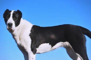 最古老的犬种（探寻最古老犬种的历史渊源与现存品种）