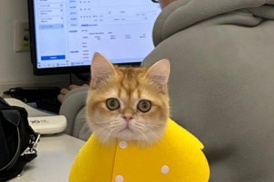 如何挑选金渐层英国短毛猫（选择理想的金渐层英国短毛猫的关键要点）