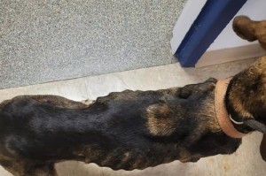 当狗死去，什么动物会感到伤心？（了解动物情感，揭开动物之间的情谊）