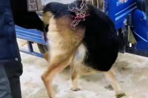 牧羊犬怀孕周期及其特征（了解牧羊犬怀孕周期和注意事项，助您做好养狗准备）