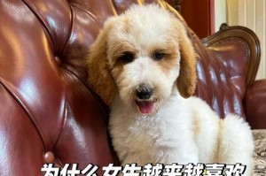 贵宾犬的机灵鬼本性与优点（揭秘贵宾犬的智商和灵活性，了解其独特优势）
