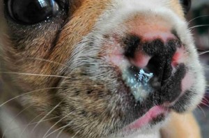 柯基狗感冒——症状、预防与治疗（了解柯基狗感冒的常见症状及其预防与治疗方法）