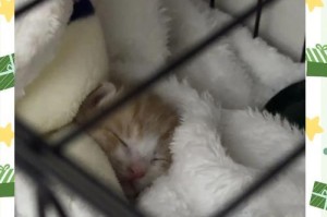 如何正确照顾出生一星期的小猫？（关爱、喂养与保暖）