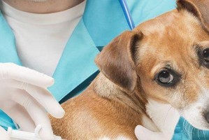 金毛犬养护指南（了解金毛犬所需的疫苗注射时间表和重要信息）