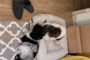 泰迪头上的毛有多久？（探索泰迪犬头上毛发的生命周期及特点）