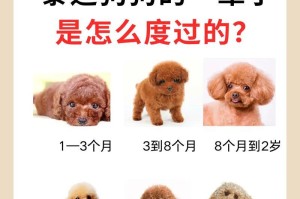 贵宾犬美容秘籍（如何科学定期修剪贵宾犬毛发？）