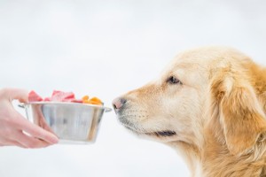 成年狗狗的每日饮食需求及喂养指南