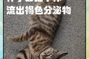 母猫怀孕多久？（探索母猫怀孕周期的秘密）