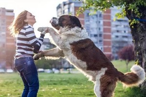 揭秘“狗中贵族”（了解狗中贵族的苦与乐，宠物养殖需谨慎）