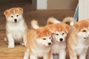 美系秋田犬的饮食之道（营养均衡的饮食是秋田犬健康的保障）