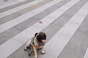 巴哥幼犬价格和如何选择（探讨巴哥幼犬的价格范围和如何选择一只健康的巴哥宝宝）