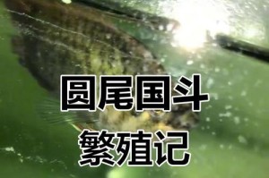 以国斗多久喂一次的科学研究剖析（揭秘喂养频率对动物健康的影响及最佳喂养间隔）