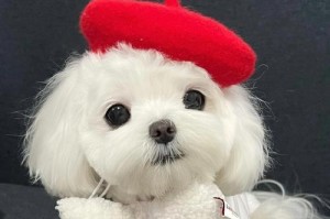 奶狗适宜多久吃苹果？（关于奶狗吃苹果的饮食时间和注意事项）