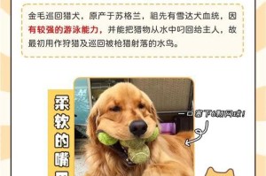 金毛洗澡频率的最佳选择（探讨金毛洗澡的时间间隔和技巧）