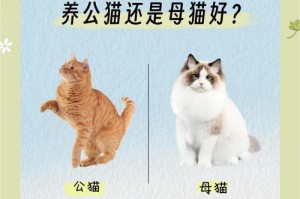 公猫与母猫的巨大差别（性别决定一切，从外貌到行为全然不同）