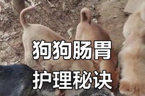 狗消化食物所需的时间有多长？（了解狗的消化过程，帮助宠物健康饮食）