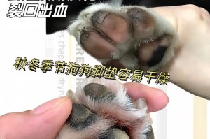 为什么狗狗不喜欢碰到肉垫？（探究狗狗对肉垫的厌恶原因）