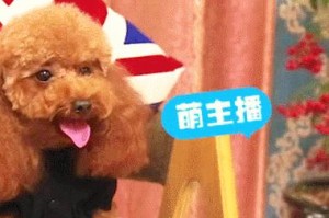 养泰迪必知！泰迪犬饲养全攻略（让你成为泰迪宠物犬的贴心主人）