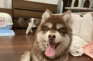 探究阿拉斯加喝水多久尿的神秘现象（阿拉斯加喝水多久会导致频繁排尿？与尿液健康关系大揭秘！）