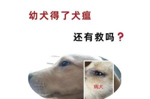犬瘟（揭秘犬瘟的潜伏期和致命症状，了解如何保护你的宠物）