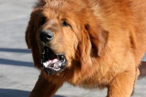 藏獒成年时间及其关键因素（了解藏獒成年时间的关键因素有助于养护和训练）
