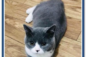 猫咪的户外活动时间究竟有多久？（探寻猫咪户外活动的时长限制）