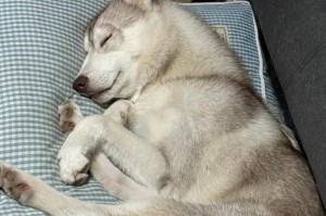 泰迪狗狗的繁殖季节及主人的避孕方法（如何避免泰迪狗狗繁殖及交配的注意事项）