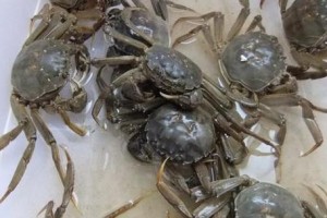 一区河蟹梗（挖掘一区河蟹梗的起源、演变与流行）