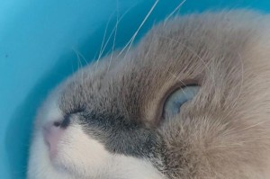 猫脖子一圈白（猫脖子的白色一圈成为纯洁与高贵的象征，令人难以抗拒）