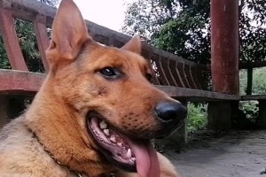 昆明犬的寿命及健康状况（以昆明犬能活多久为主题的综合分析）