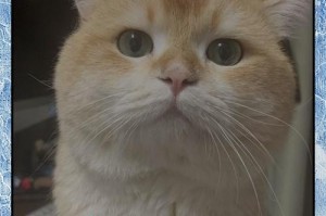 猫咪呼吸道感染（了解猫咪呼吸道感染的常见原因、如何识别症状以及有效的治疗方法）