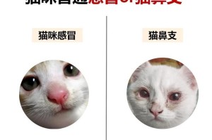 猫感冒（了解猫感冒的康复时间和关键因素）