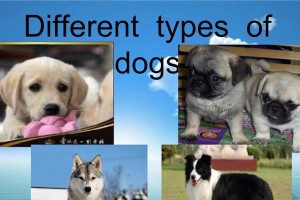 TheNamesandMeaningsofDogsinEnglish（ExploringtheFascinatingWorldofDogNamesandTheirSignificance）